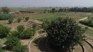 Bodhi Tree at Vedatya Institute