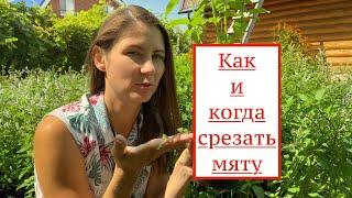 КАК и КОГДА срезать мяту. Выращивание мяты. Как выращивать мяту.