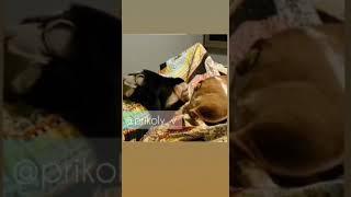 Обезьяна извращенец