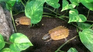 Black-breasted Leaf Turtle (Geoemyda spengleri) Captive Bred Subadult Group Eating Super Worms