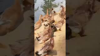 Lessons from the Goose: The Power of Teamwork #shorts #TeamworkLessons