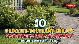 10 DROUGHT-TOLERANT SHRUBS TO BOOST YOUR GARDEN’S RESILIENCE  // Gardening Ideas