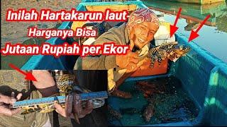 Rejeki Tak Terduga Pasang Perangkap Jekpot Ikan Sultan Harganya Jutaan Rupiah per ekor