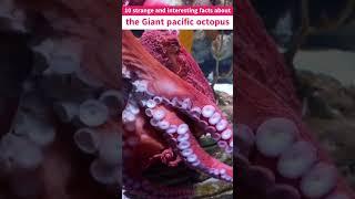 top 10 Giant pacific octopus facts #shorts