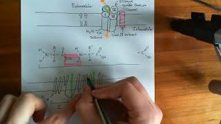 Voltage Gated Sodium Channels