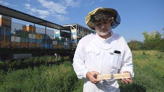 Маркирование пчелиных ульев в Кинельском районе