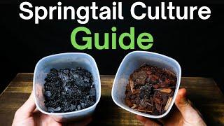 How To Make a Springtail Culture - Simple & Easy Method!