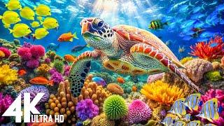 Under Red Sea 4K -Sea Animals for Relaxation, Beautiful Coral Reef Fish in Aquarium-4K Video UHD #11