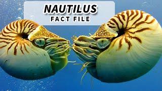 Nautilus Facts: OLDER than DINOSAURS | Animal Fact Files