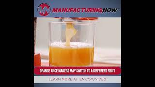 Orange Juice Makers May Switch to a Different Fruit #orangejuice