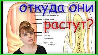 Как? Откуда? Зачем? У тебя растут НОГТИ!