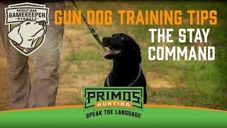 Gun Dog Training Tips: The Stay Command