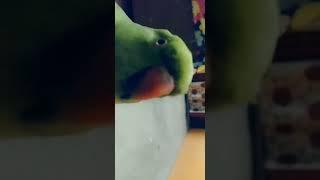my cute parrot #bobby ️