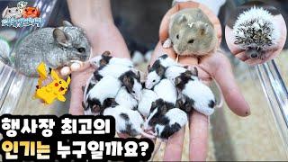 [EN] 행사장에서 만난 너무 귀여운 소동물 친구들 cute animal