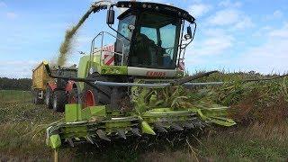 Loonbedrijf Reimink in Daarle aan het mais hakselen met Claas Jaguar 950, Terberg en MF (2019)