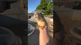 Best Prairie Dog Noises #animals #animalsofyoutube #coolanimals