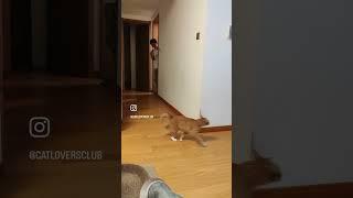 #cat #catlover #cats #catvideos #shorts 집사랑 눈치게임 하는 냥냥이