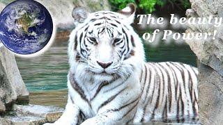 TOP 10 most Grandest Tigers in the World