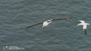 Black Browed Albatross at RSPB Bempton Cliffs