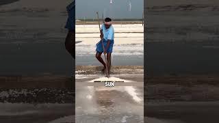 Sea Salt Production in India EXPOSED! #Shorts #SeaSalt #India