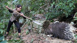 porcupine trapping skills, survival in cold winter, survival alone