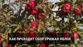 Как проходит сбор урожая яблок