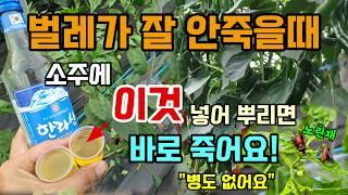 벌레가 잘 안죽을때 소주에 이것 넣어 뿌리면 진딧물 총채벌레 개미 노린재까지 바로 죽고 병도없어요 #고추병해충 #고추농사 #천연살충제