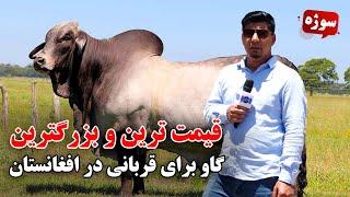سوژه: قیمتی ترین و بزرگترین گاو برای قربانی در افغانستان