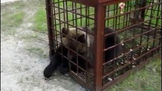 Successful escape of a wild bear from a trap