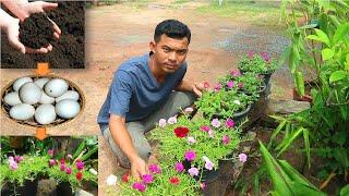 Use Fertilizer Cow Dung and Duck Eggshell Grow Fast for Moss Rose and Portulaca