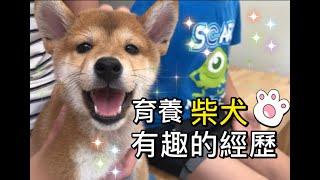 育養柴犬的有趣紀錄。柴犬飼育の楽しい体験｜柴犬柚醬 醬拔頻道｜