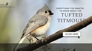 Tufted Titmouse Bird Facts Video