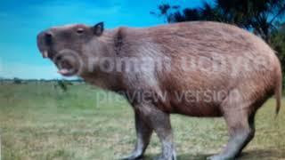 Josephoartigasia Monesi Sound Effects