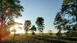 morning view# Village life # peaceful #