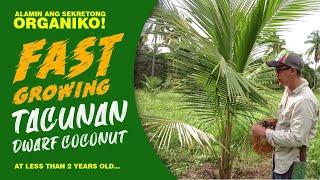 ANG BILIS! Tacunan Dwarf Coconut, napakafast growing dahil sa organikong sustansiya.