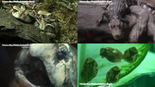 Philadelphia Zoo Reptile and Amphibian House Residents