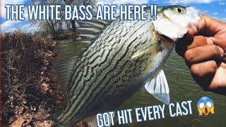 WHITE BASS ARE HITTING !!!!! MCINTOSH LAKE CO