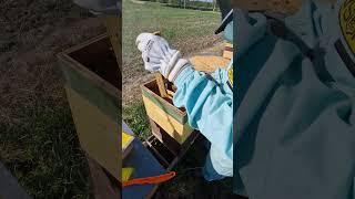 Очень слабая пчелиный семья ! Что делать ? #пчеловодство #beekeeper #пчёлы #bee #2024 #beekeeping