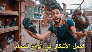 تجربة : مع أجمل و أحسن الأشكال في أنواع الحمام | سبحان الله 