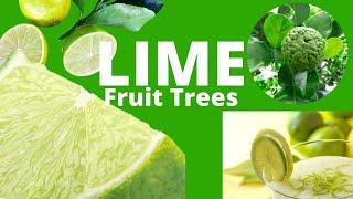 Lime Fruit Trees Kaffir, Sweet & Tahitian Citrus Lime Trees