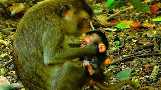 Fully weaning clip of old monkey mother block milk and warning baby that crying loudly