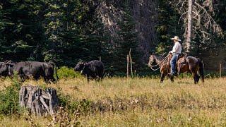 Virtual Fencing in the Teanaway Community Forest | Technology & Tradition