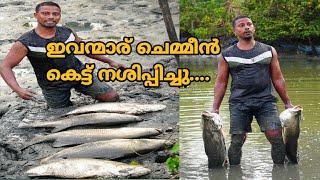 catching barramundi from mud