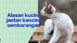 Ada alasannya kucing jantan kencing sembarangan/Dunia kucing