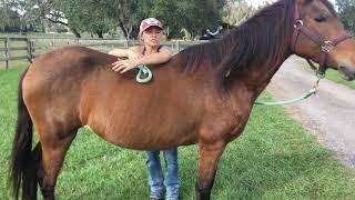 RVR Horse Rescue - How Does Adopting a Horse Work?