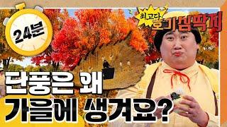 단풍은 왜 가을에 생겨요?｜가을｜최고다! 호기심 딱지｜[EBS놀이터]