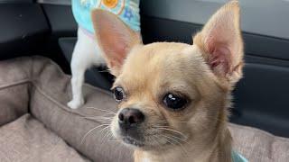 Princess and Hazelnut's reactions during the car ride️