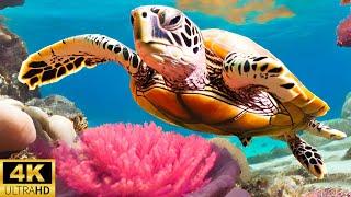 Mesmerizing Turtles:  4K Aquarium Experience with Relaxing Meditation and Sleep Music