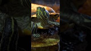 *WATCH THIS Before Getting Any Pet | Beginner Friendly Pets For Pet Enthusiast | 2024 | #sale