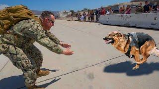 Most Emotional Dogs Reunions with Their Owners That Will Melt Your Heart ️